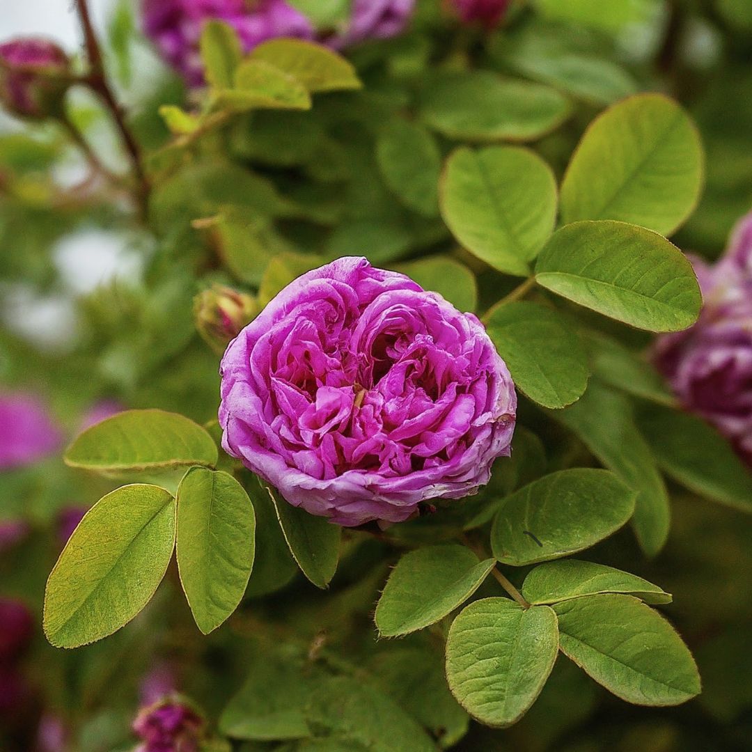 La Science Derriere La Rose De Damas