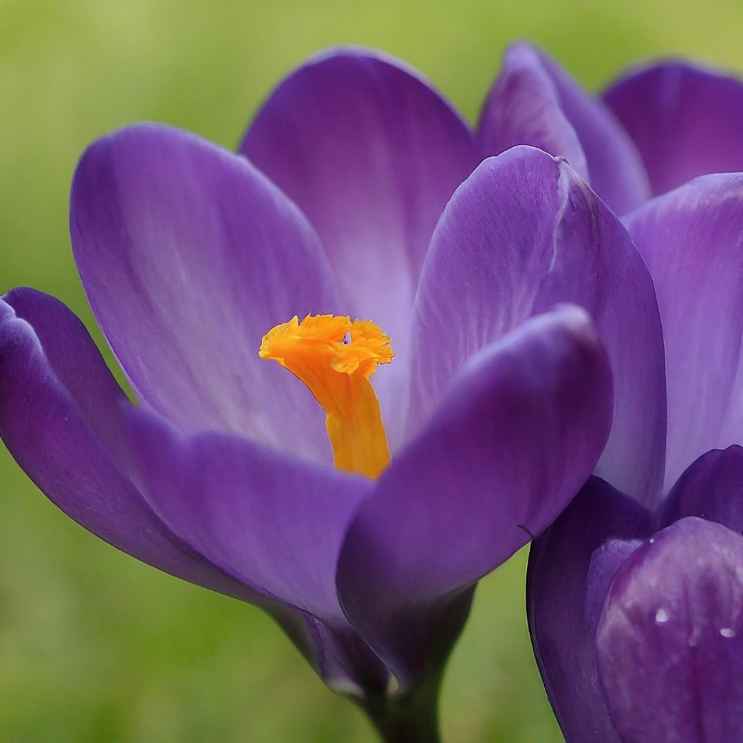 La Science Derriere Le Safran