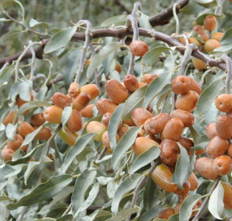 Le Fruit Precieux de la Perse: Le Sinjid